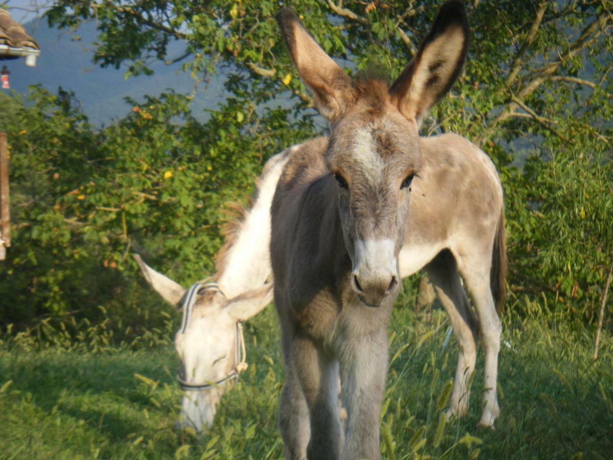 El Moli D'En Sola-Allotjaments Rurals La Vall de Bianya Buitenkant foto